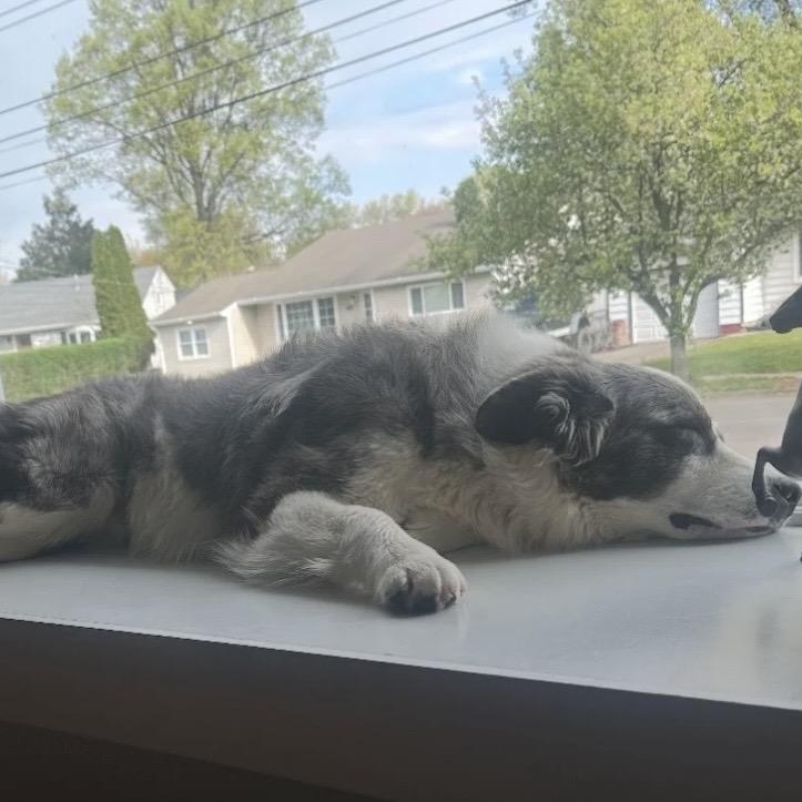 Blue, an adopted Australian Shepherd in South Plainfield, NJ image 4/6