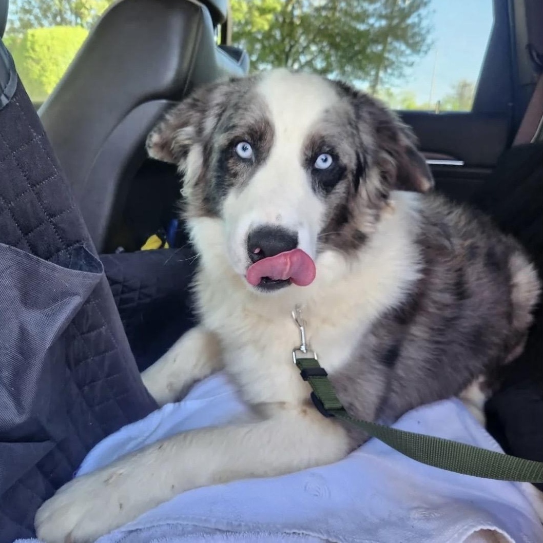 Blue, an adopted Australian Shepherd in South Plainfield, NJ image 5/6