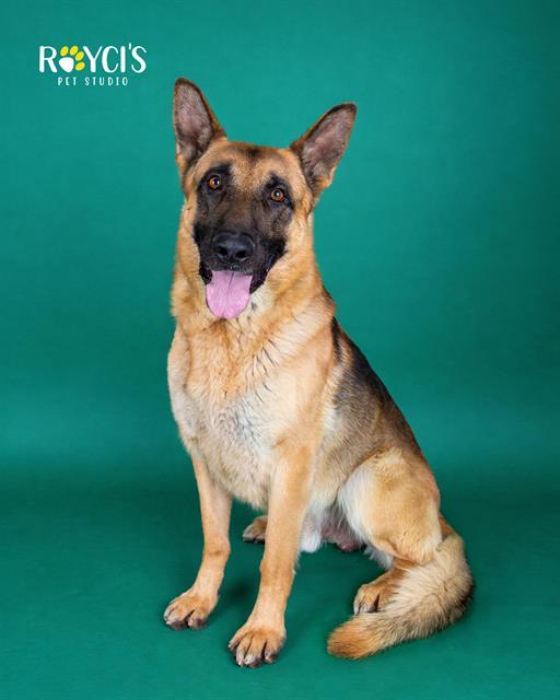 Enlarge JABBA, a Adoptable German Shepherd Dog in West Valley City, UT image 1/1