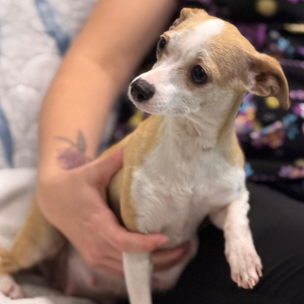 Enlarge POPPY, a Adoptable mixed breed in Wellington, FL image 1/4