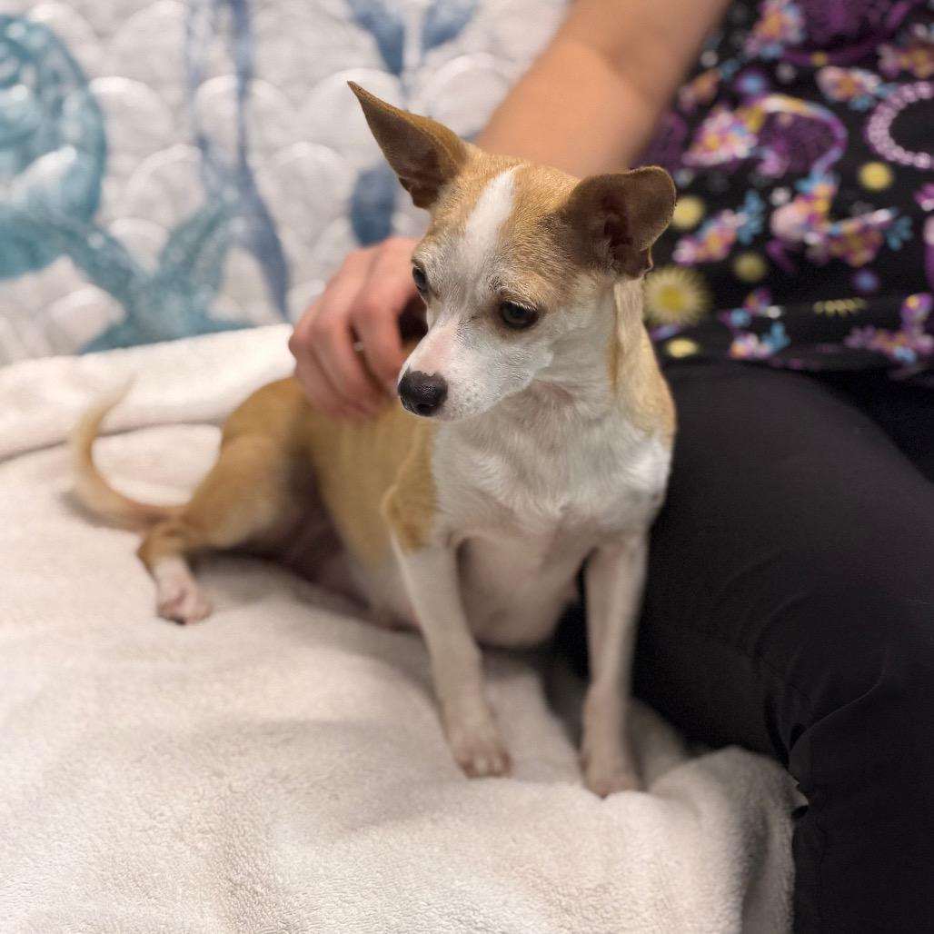 Enlarge POPPY, a Adoptable mixed breed in Wellington, FL image 2/4