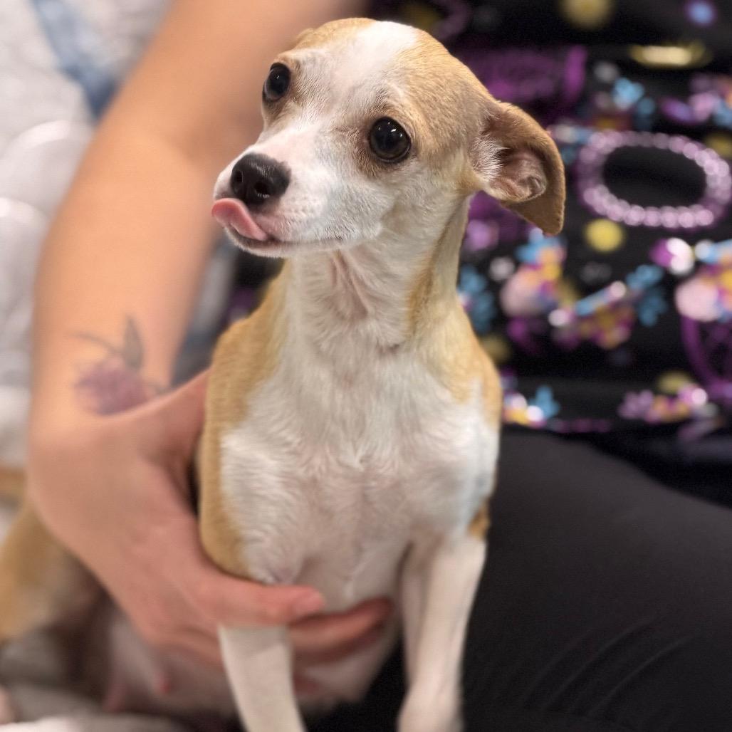 Enlarge POPPY, a Adoptable mixed breed in Wellington, FL image 3/4