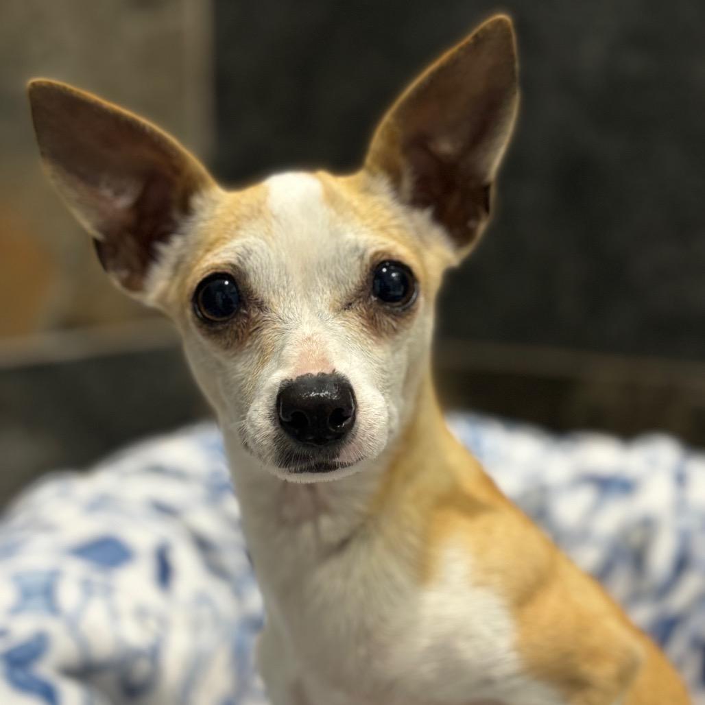 Enlarge POPPY, a Adoptable mixed breed in Wellington, FL image 4/4