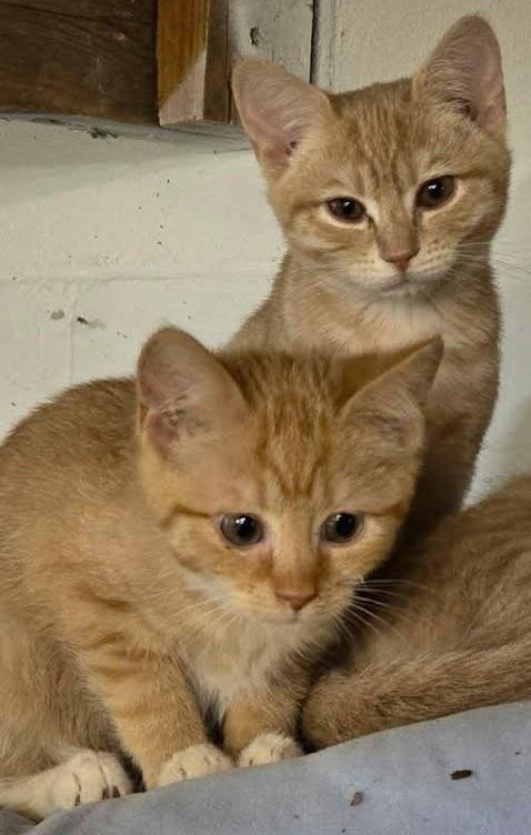 Layla (sister to Stardust, LF), a Adoptable Domestic Short Hair in Huddleston, VA image 5/6