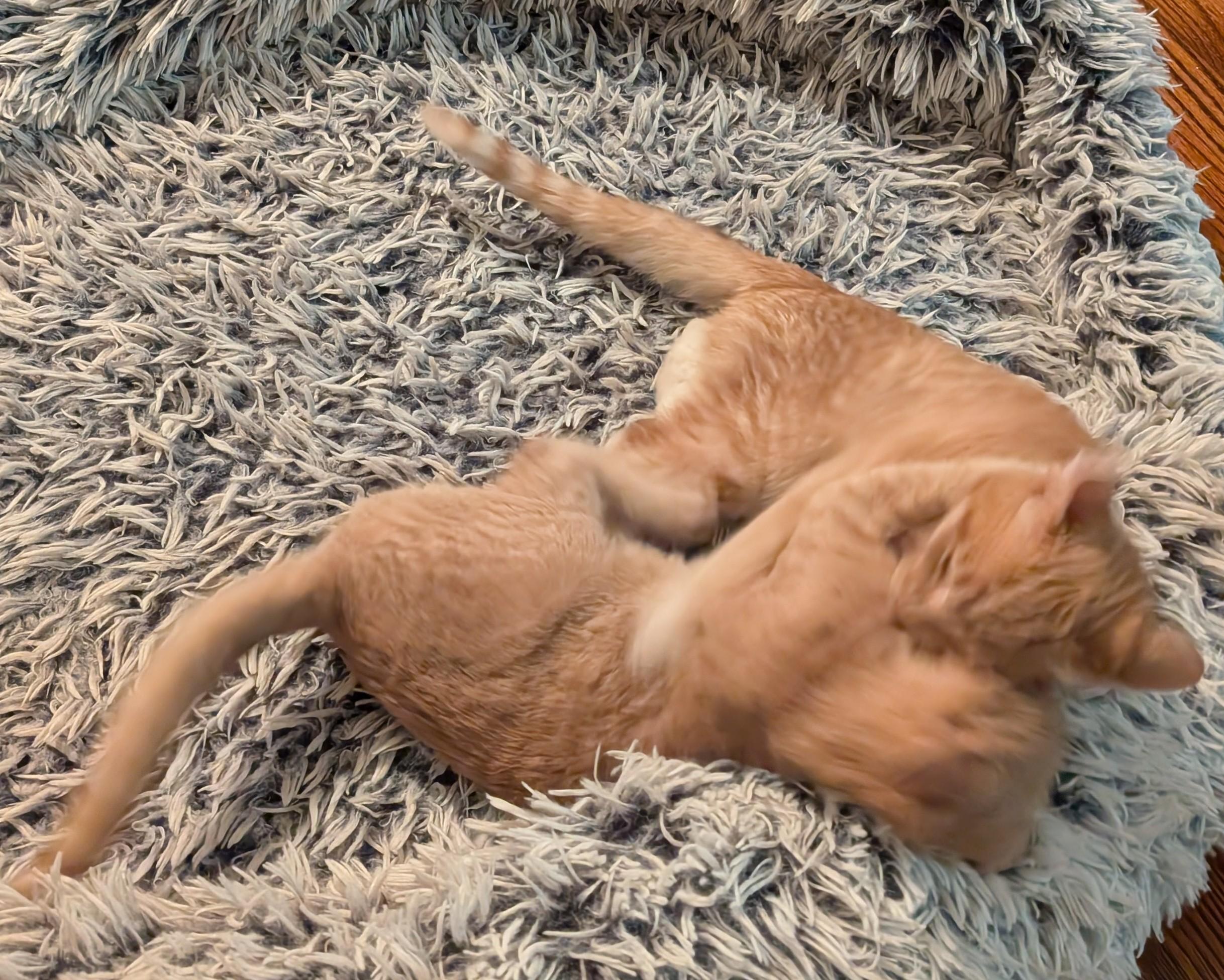 Layla (sister to Stardust, LF), a Adoptable Domestic Short Hair in Huddleston, VA image 4/6