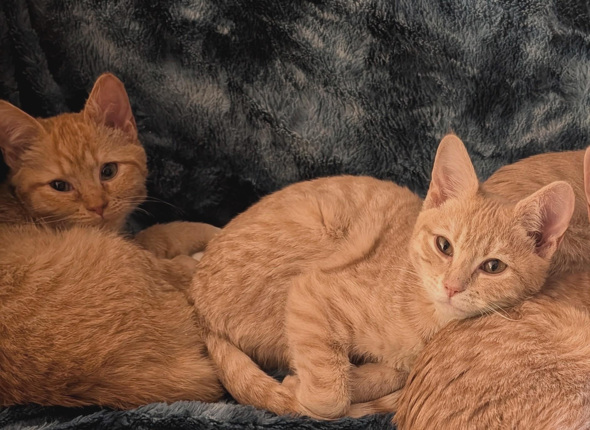 Layla (sister to Stardust, LF), a Adoptable Domestic Short Hair in Huddleston, VA image 2/6