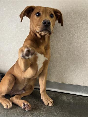 Enlarge ANDY, a Adoptable mixed breed in Panama City, FL image 1/1