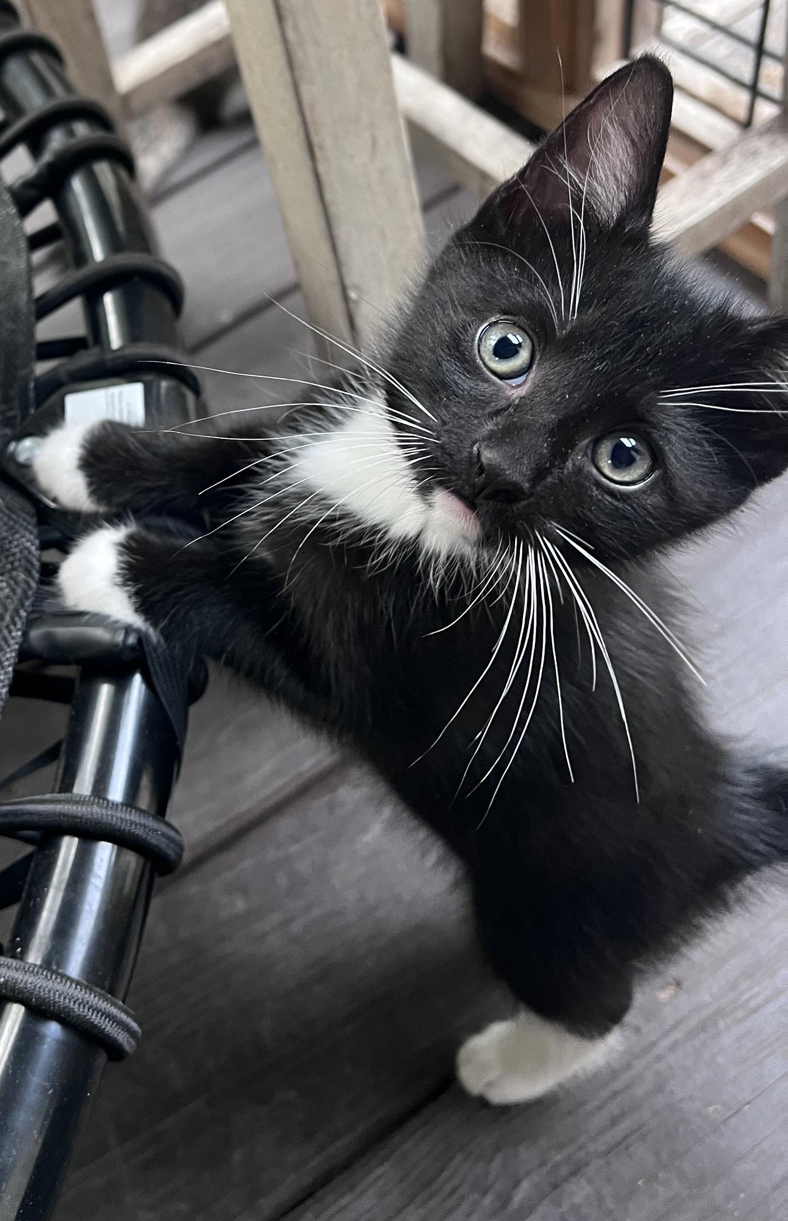 Bear, Adopted, Kitten Male Domestic Short Hair.