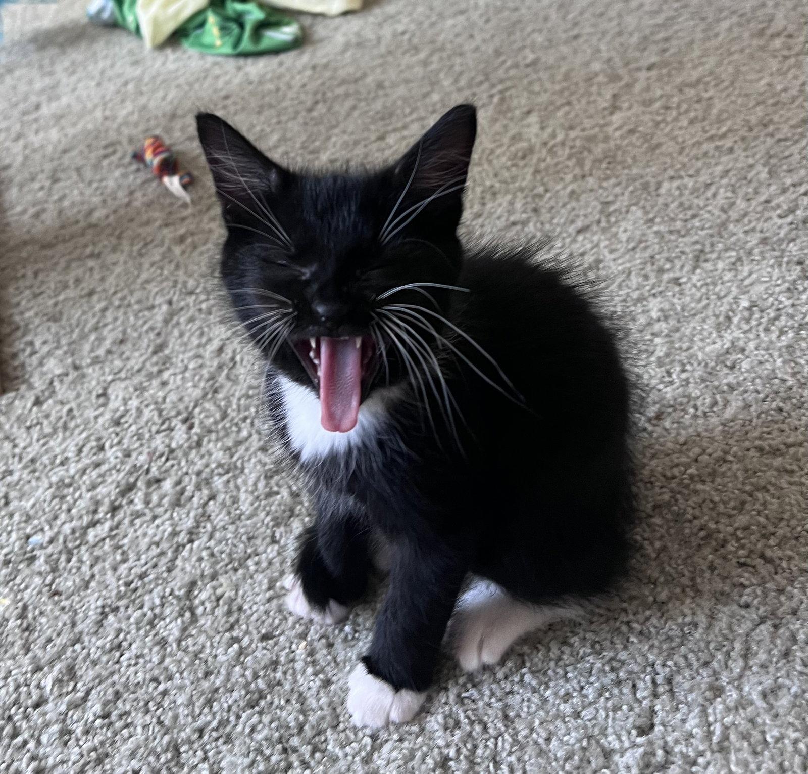 Enlarge Bear, a Adopted Domestic Short Hair in Pittsboro, NC image 2/3