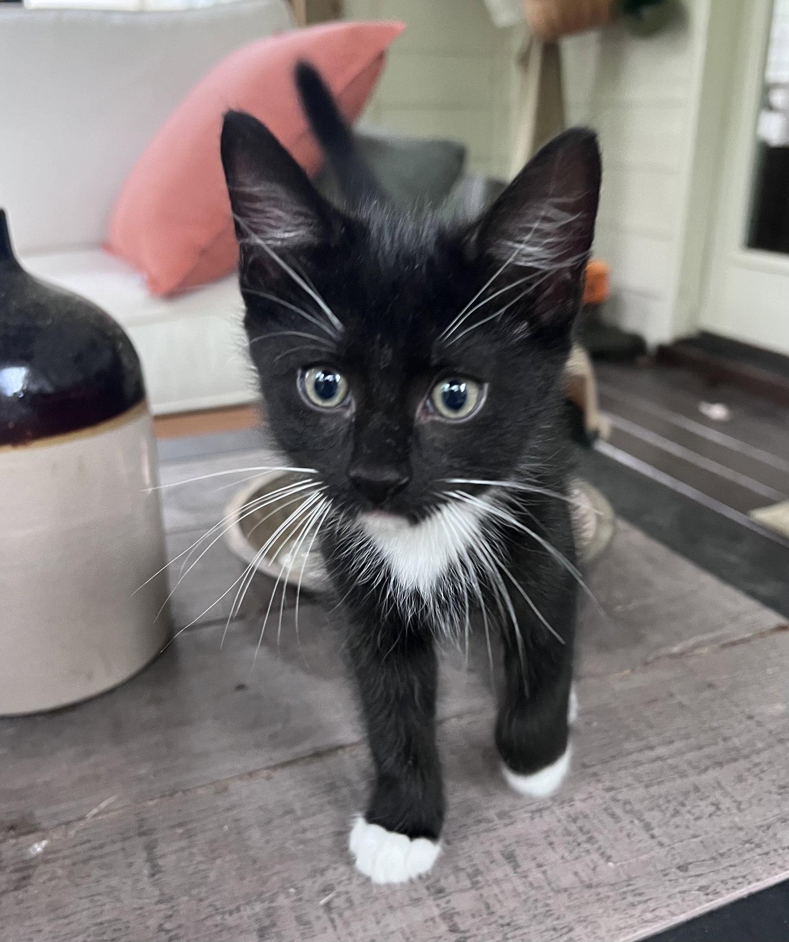 Enlarge Bear, a Adopted Domestic Short Hair in Pittsboro, NC image 3/3