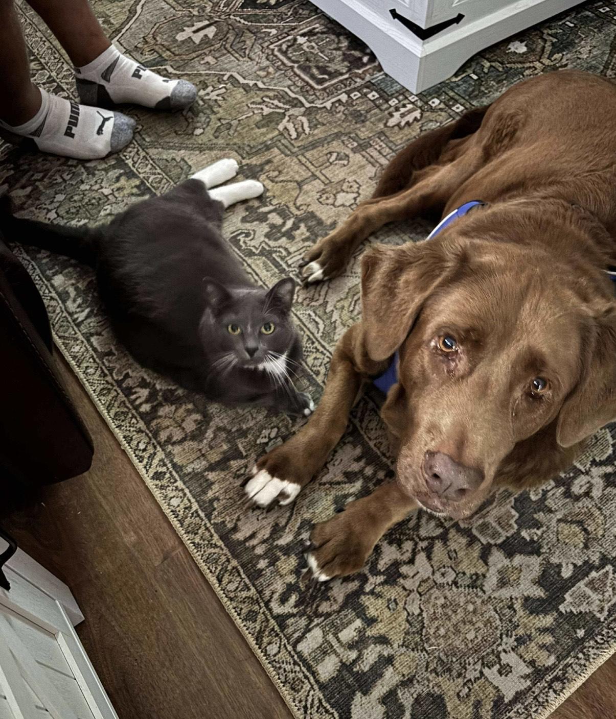 Enlarge Hunter, an adopted mixed breed in greer, SC image 2/5