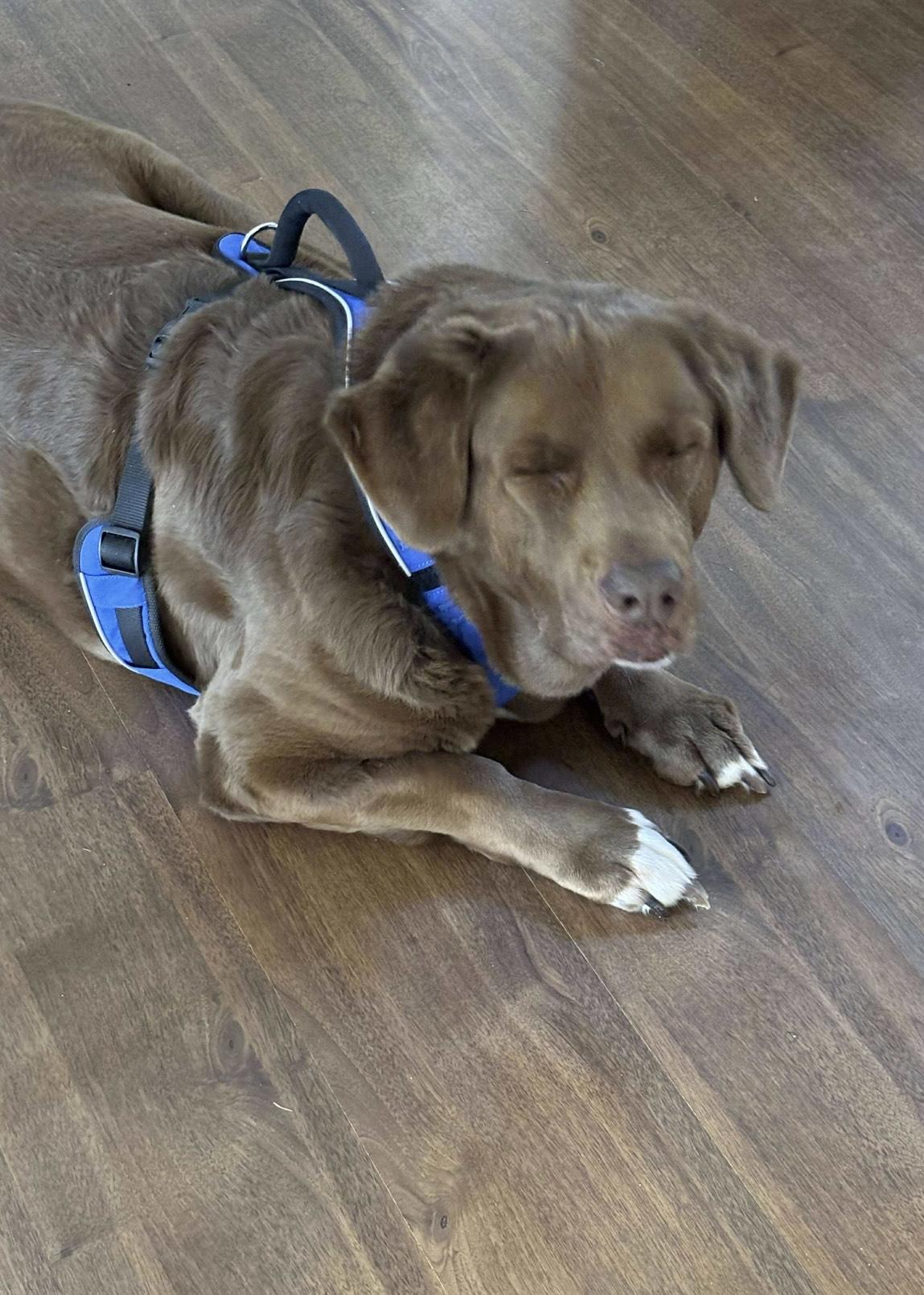 Enlarge Hunter, an adopted mixed breed in greer, SC image 4/5