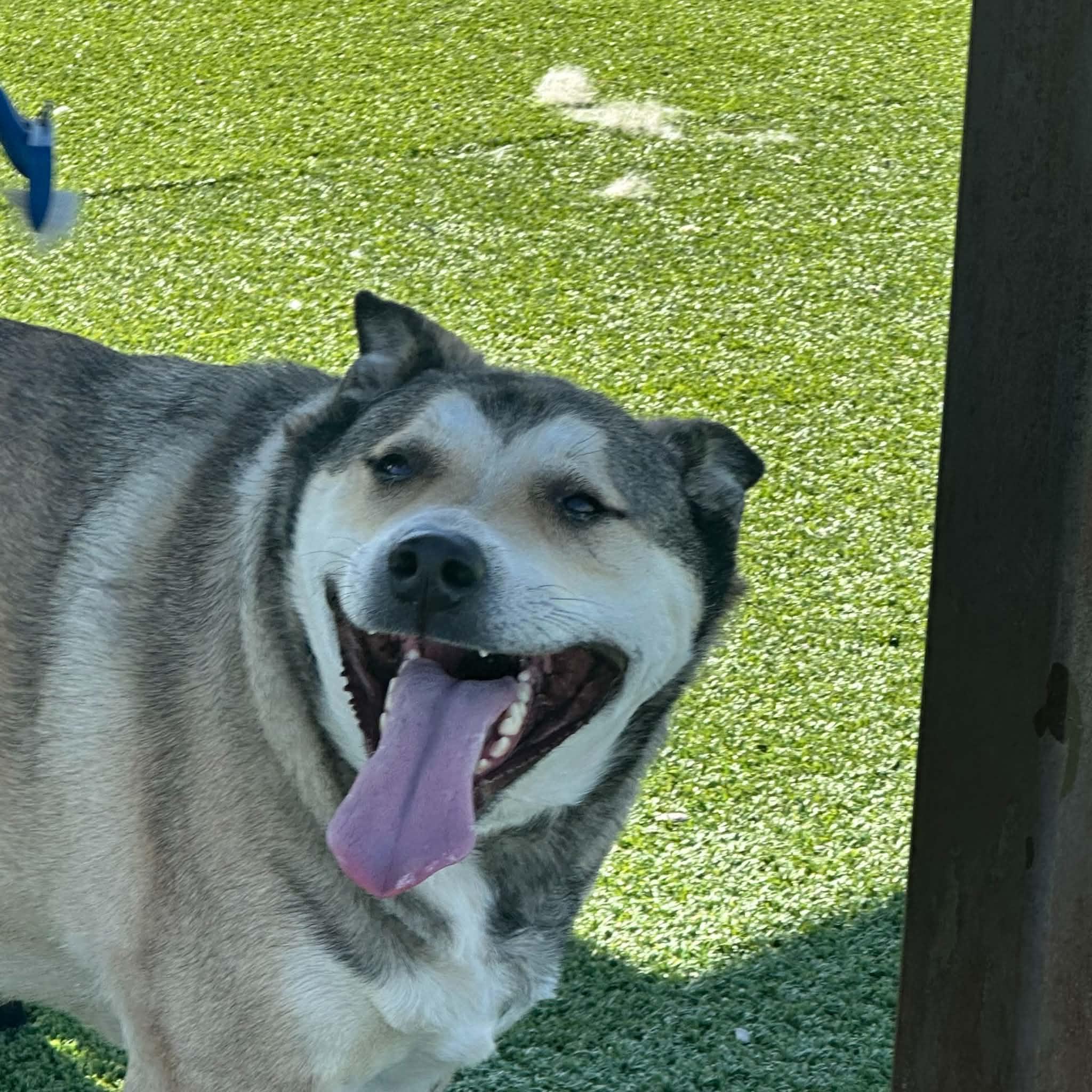 Lobo, an adopted mixed breed in Truth or Consequences , NM image 4/6