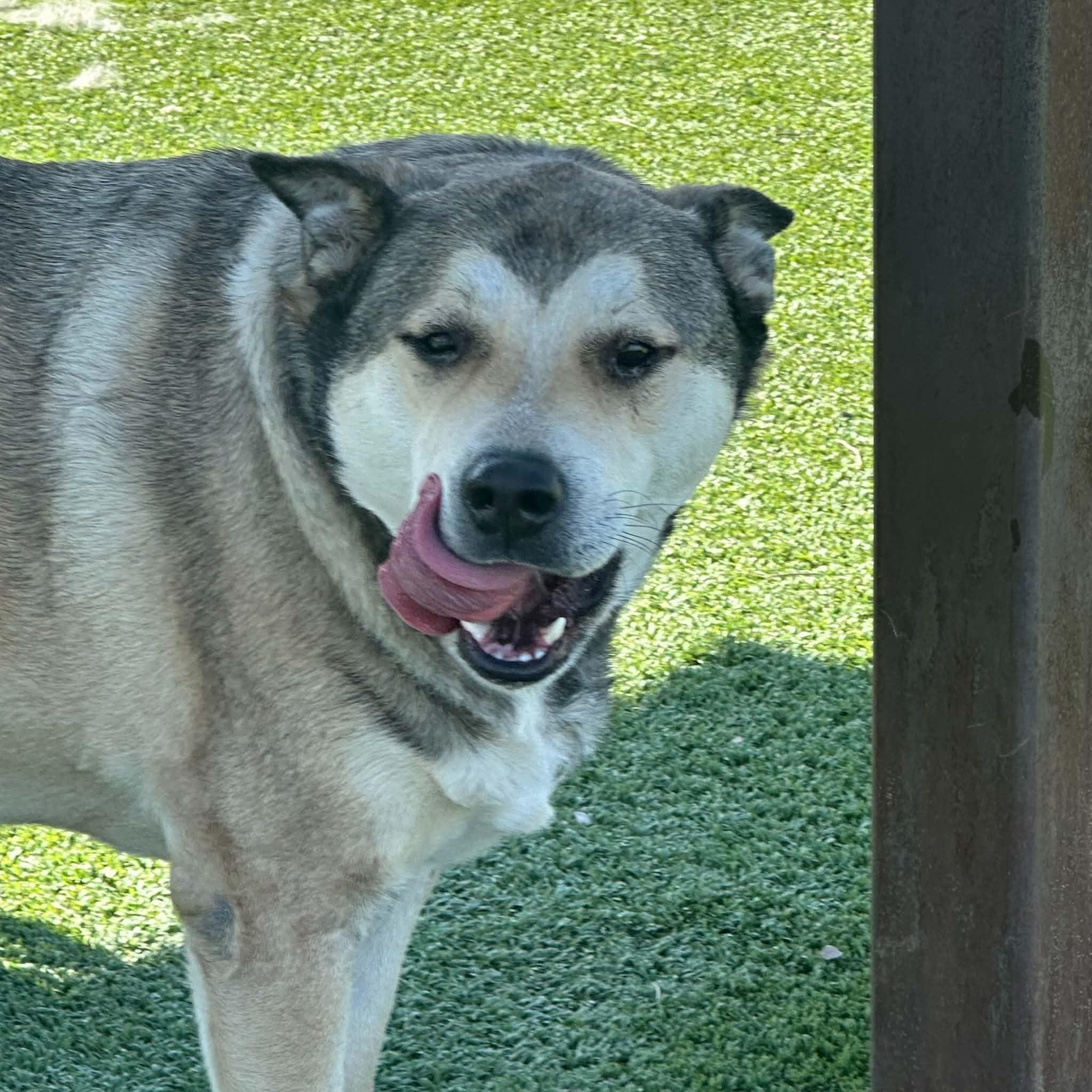 Lobo, adopted, Adult Male Husky & Shepherd.