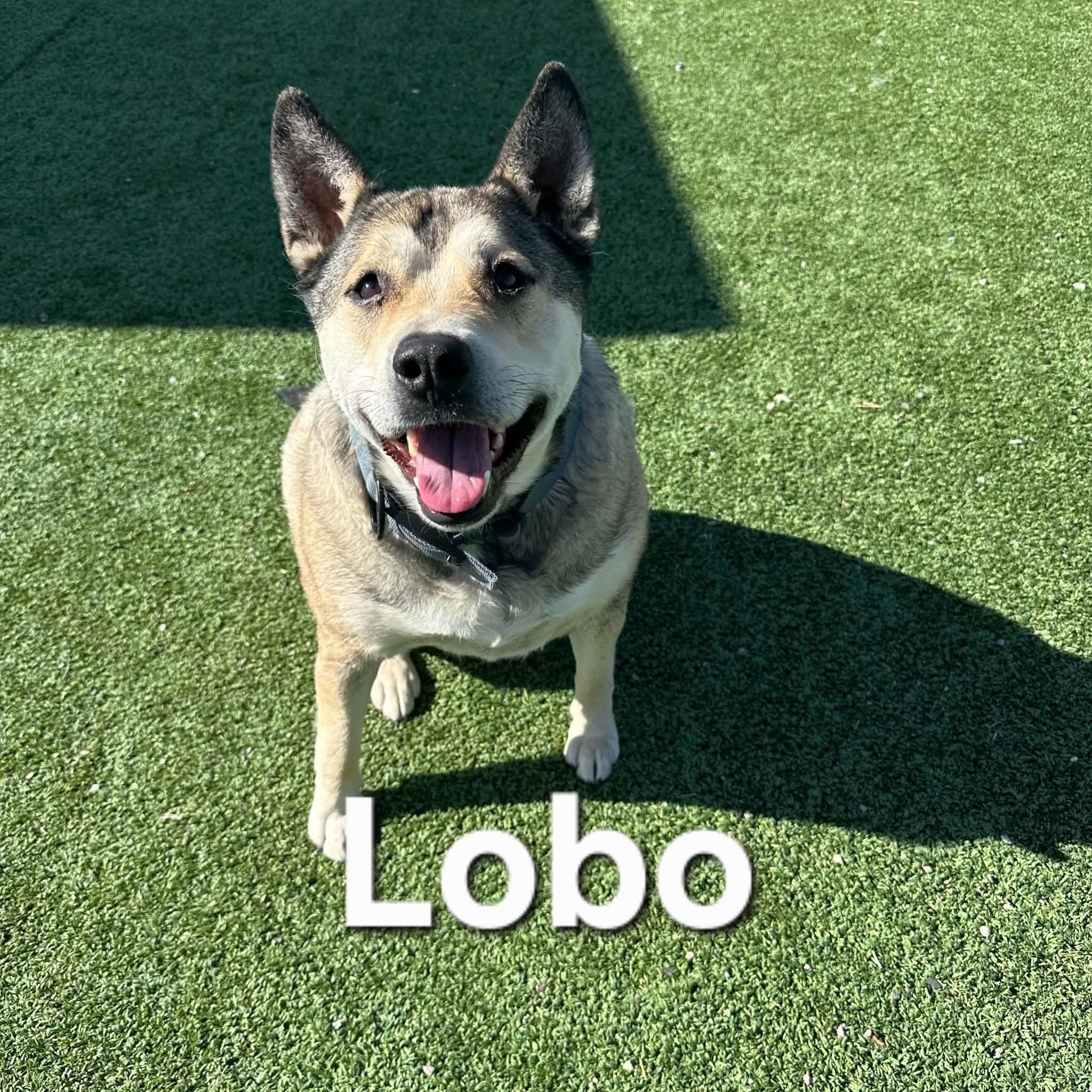 Lobo, an adopted mixed breed in Truth or Consequences , NM image 6/6