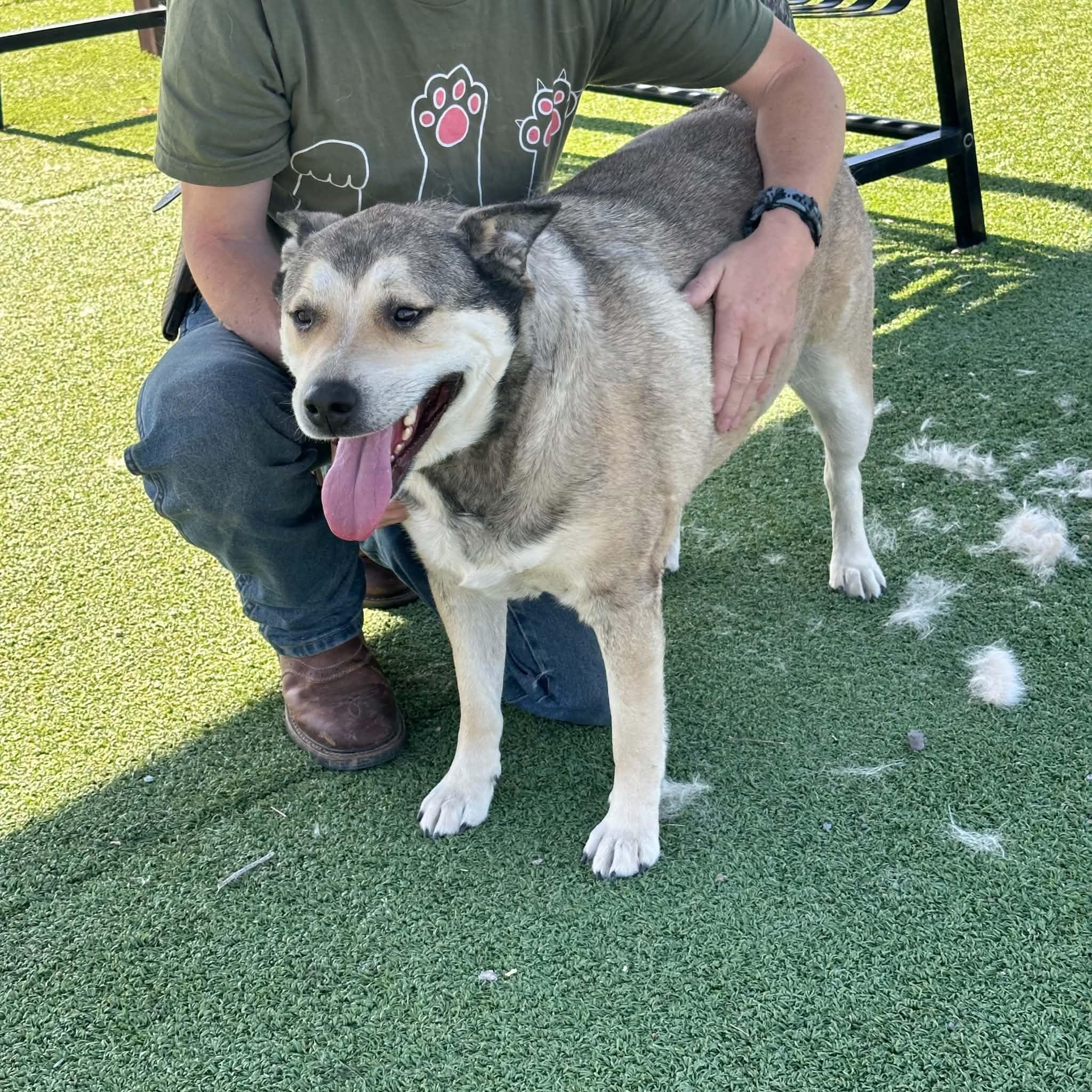 Lobo, an adopted mixed breed in Truth or Consequences , NM image 2/6
