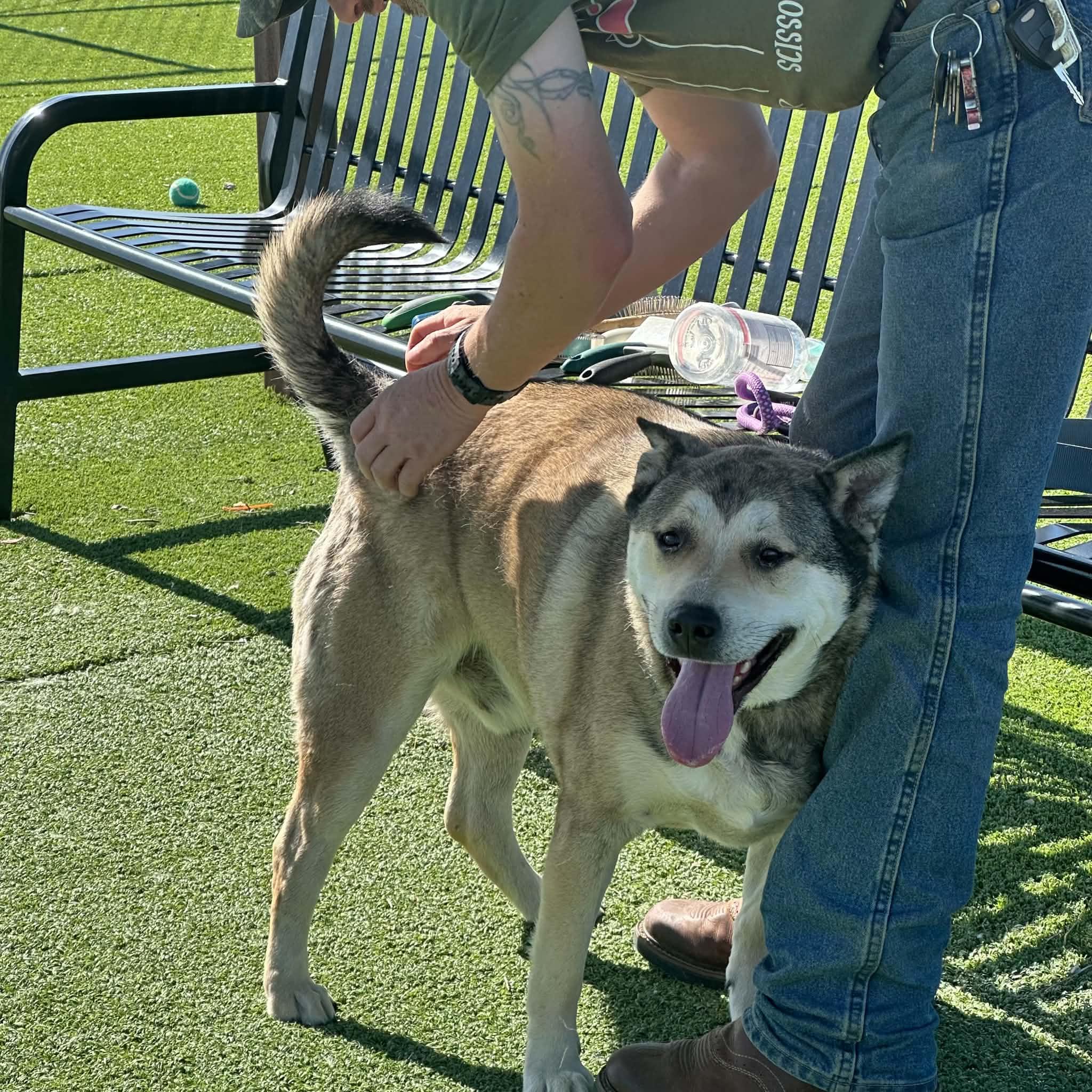 Lobo, an adopted mixed breed in Truth or Consequences , NM image 3/6