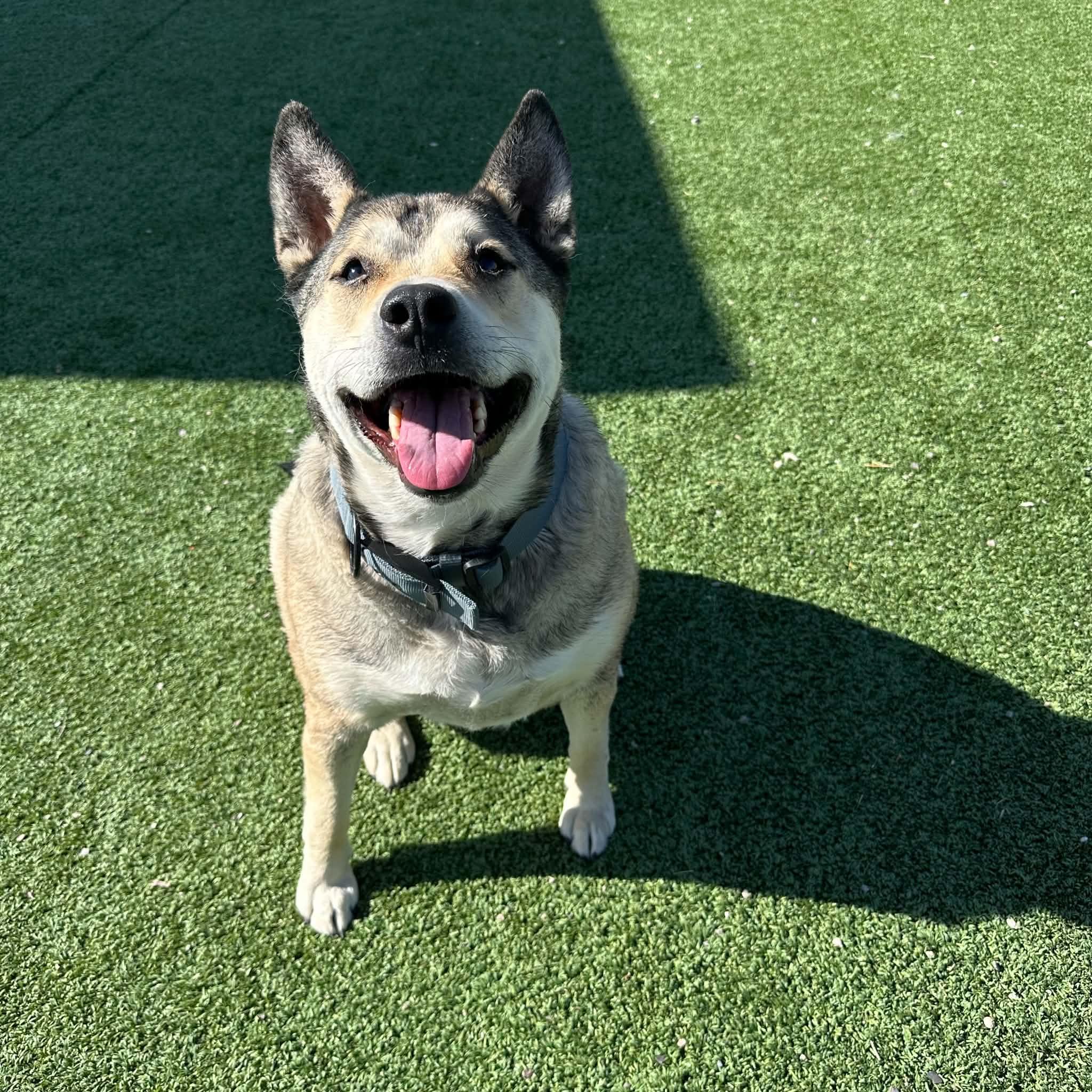 Lobo, an adopted mixed breed in Truth or Consequences , NM image 5/6