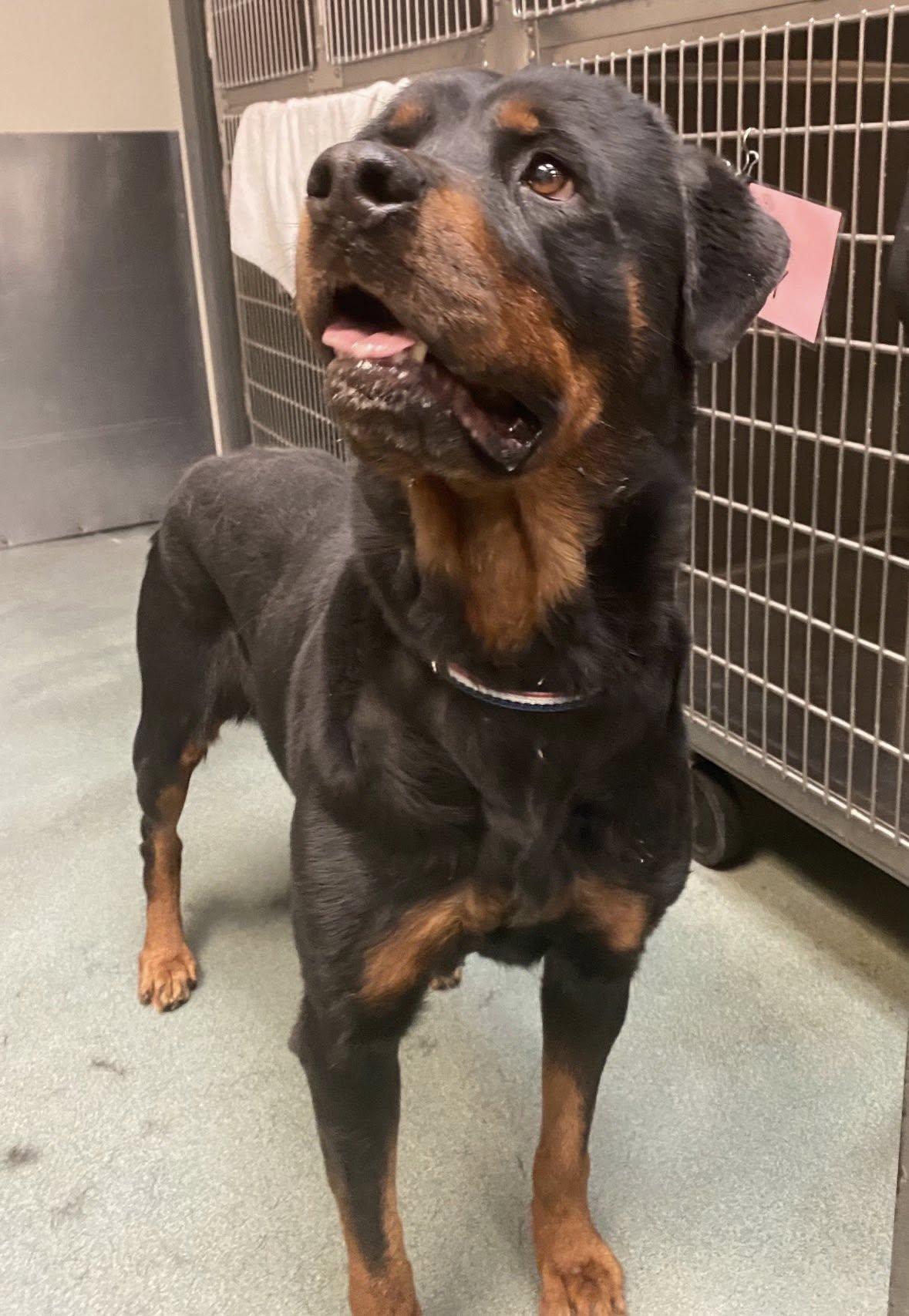 ALMA, a ADOPTABLE Rottweiler in Chapel Hill, NC image 4/4