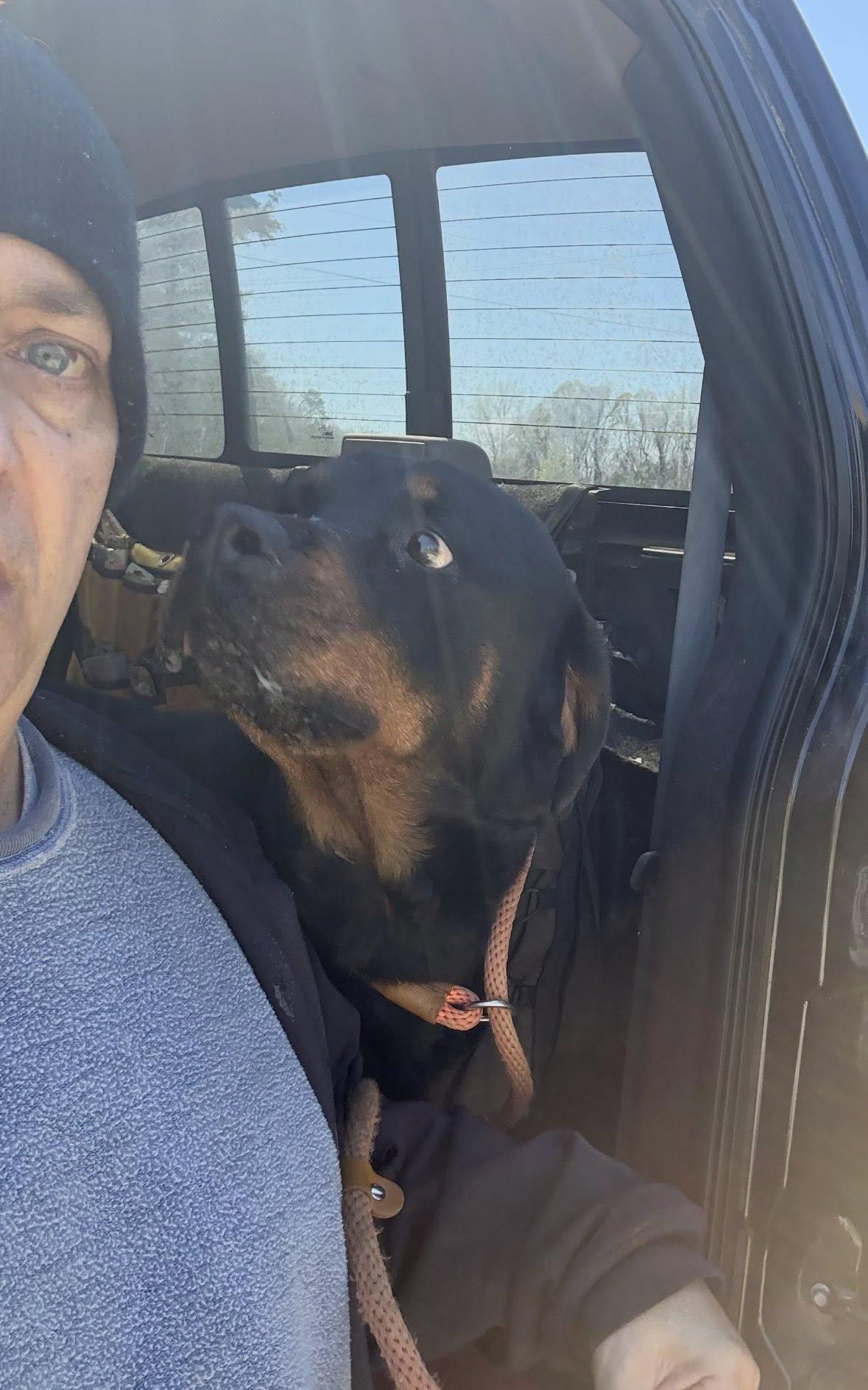 ALMA, a ADOPTABLE Rottweiler in Chapel Hill, NC image 2/4