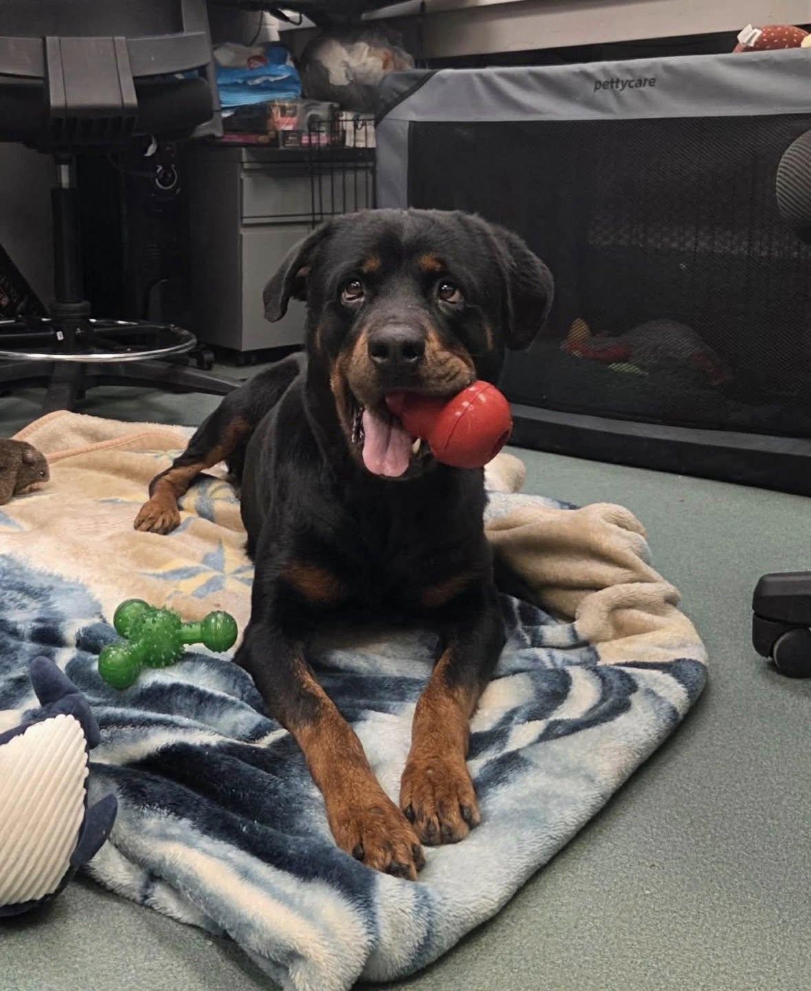 ALMA, a ADOPTABLE Rottweiler in Chapel Hill, NC image 1/4