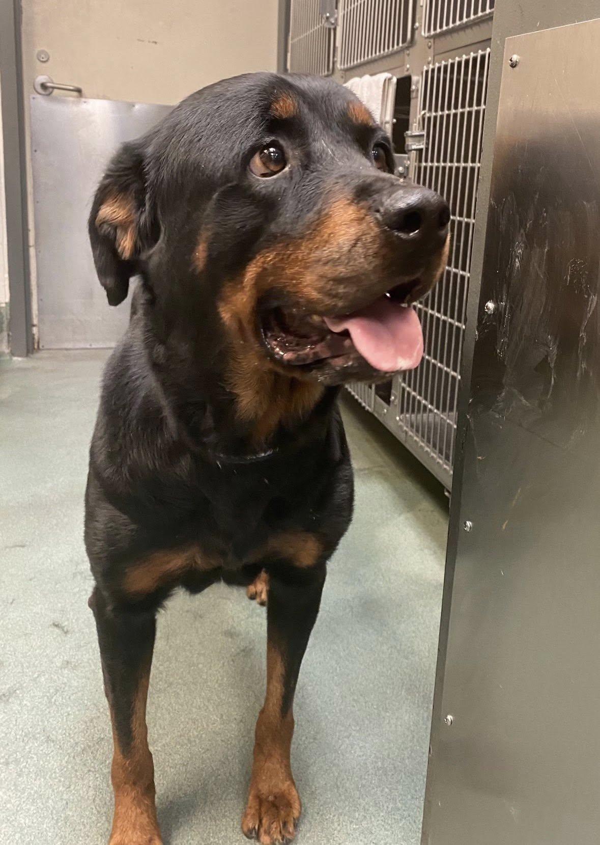 ALMA, a ADOPTABLE Rottweiler in Chapel Hill, NC image 3/4