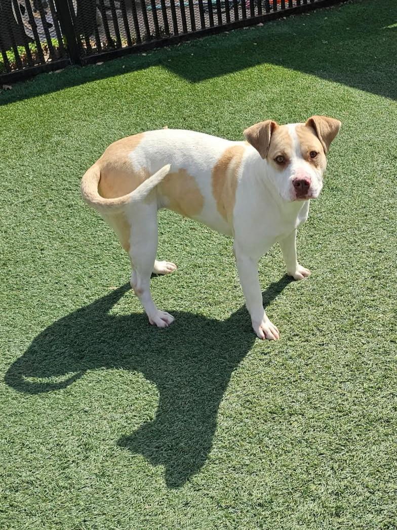 Enlarge Athena, a Adoptable Pit Bull Terrier in Rockwall, TX image 1/3