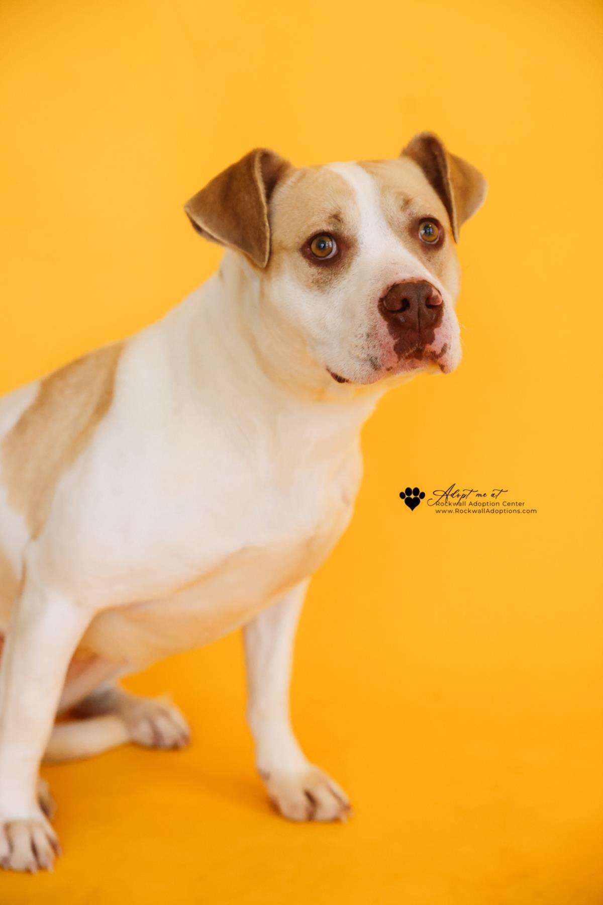Enlarge Athena, a Adoptable Pit Bull Terrier in Rockwall, TX image 2/3