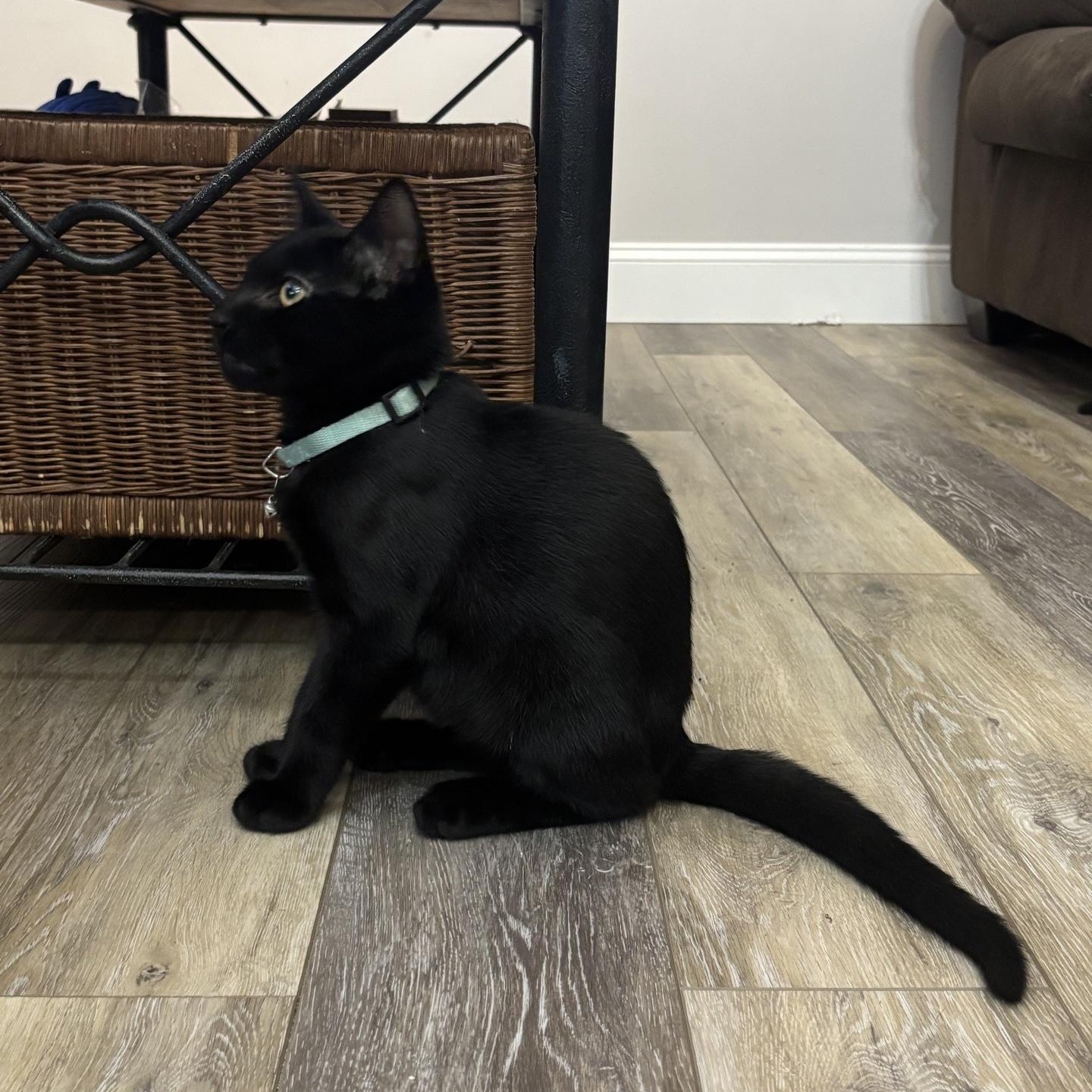 Popcorn (brothers Taki & Rocky), a Adoptable Domestic Short Hair in Cortland, NY image 3/6