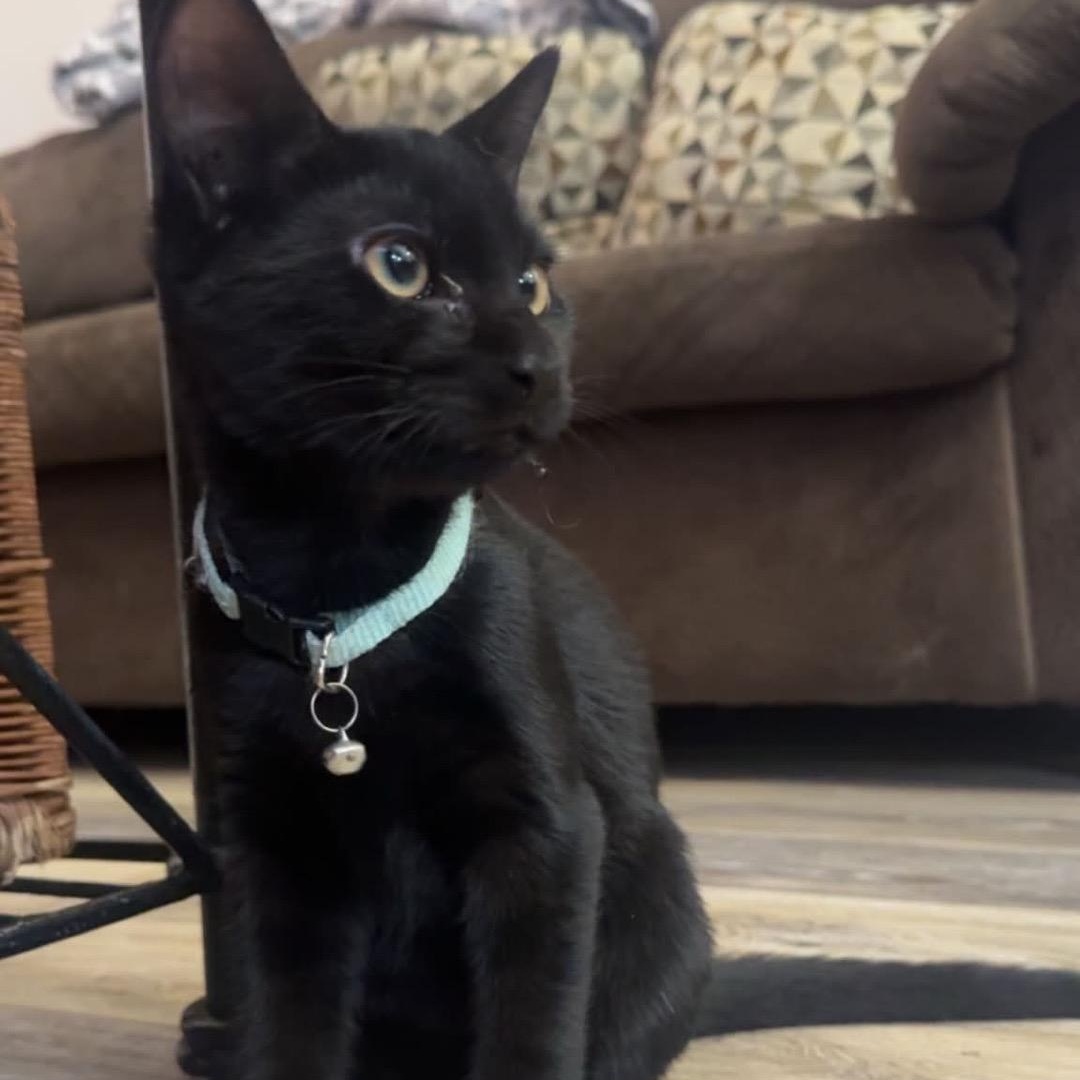 Popcorn (brothers Taki & Rocky), a Adoptable Domestic Short Hair in Cortland, NY image 6/6