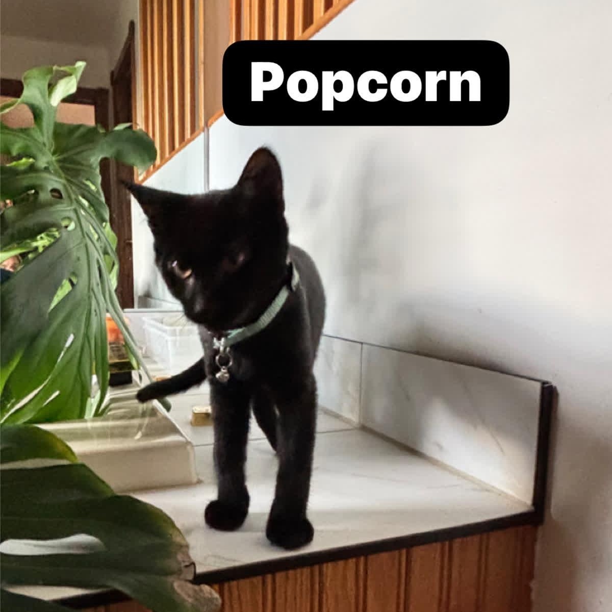Popcorn (brothers Taki & Rocky), Adoptable, Kitten Male Domestic Short Hair.