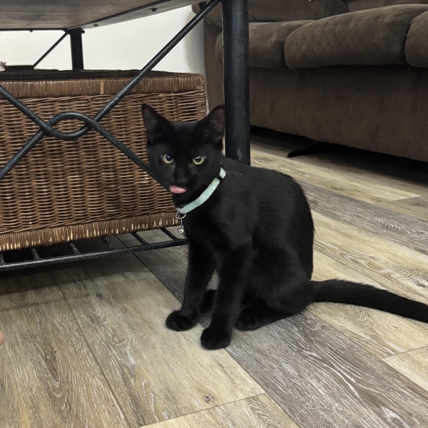Popcorn (brothers Taki & Rocky), a Adoptable Domestic Short Hair in Cortland, NY image 2/6