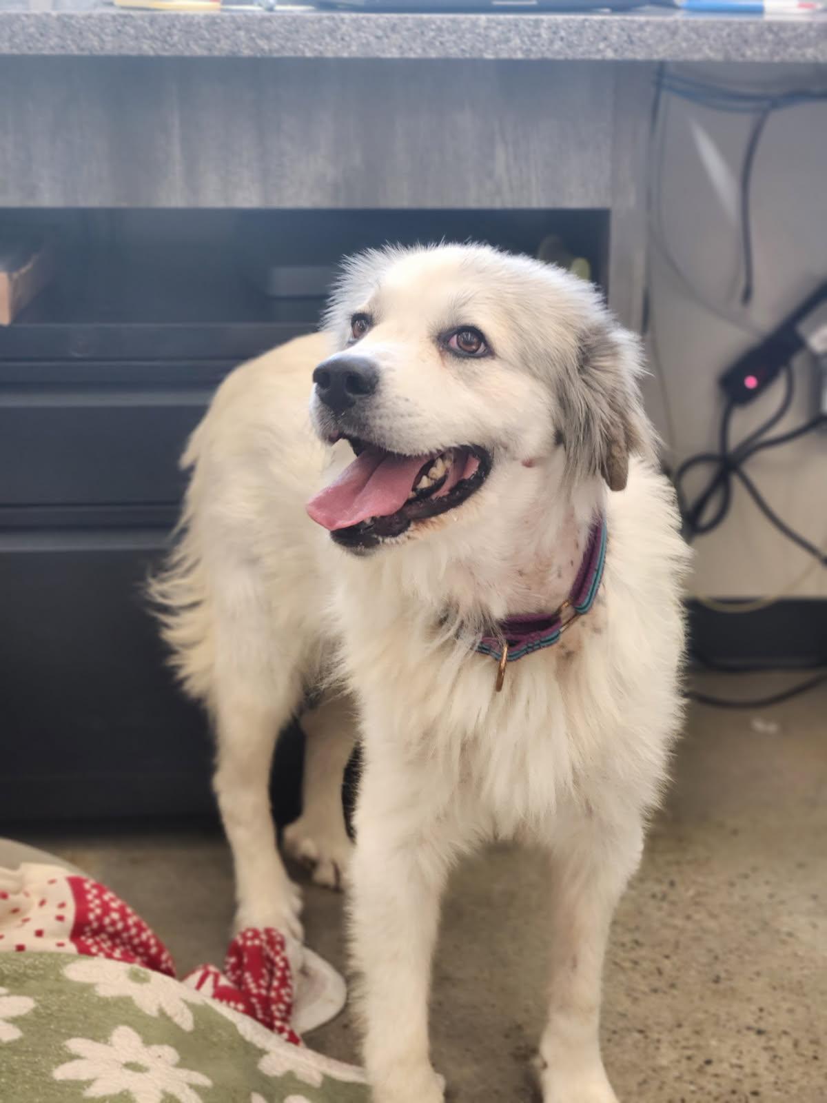 Enlarge Harmony, a Adoptable mixed breed in New Rochelle, NY image 2/3