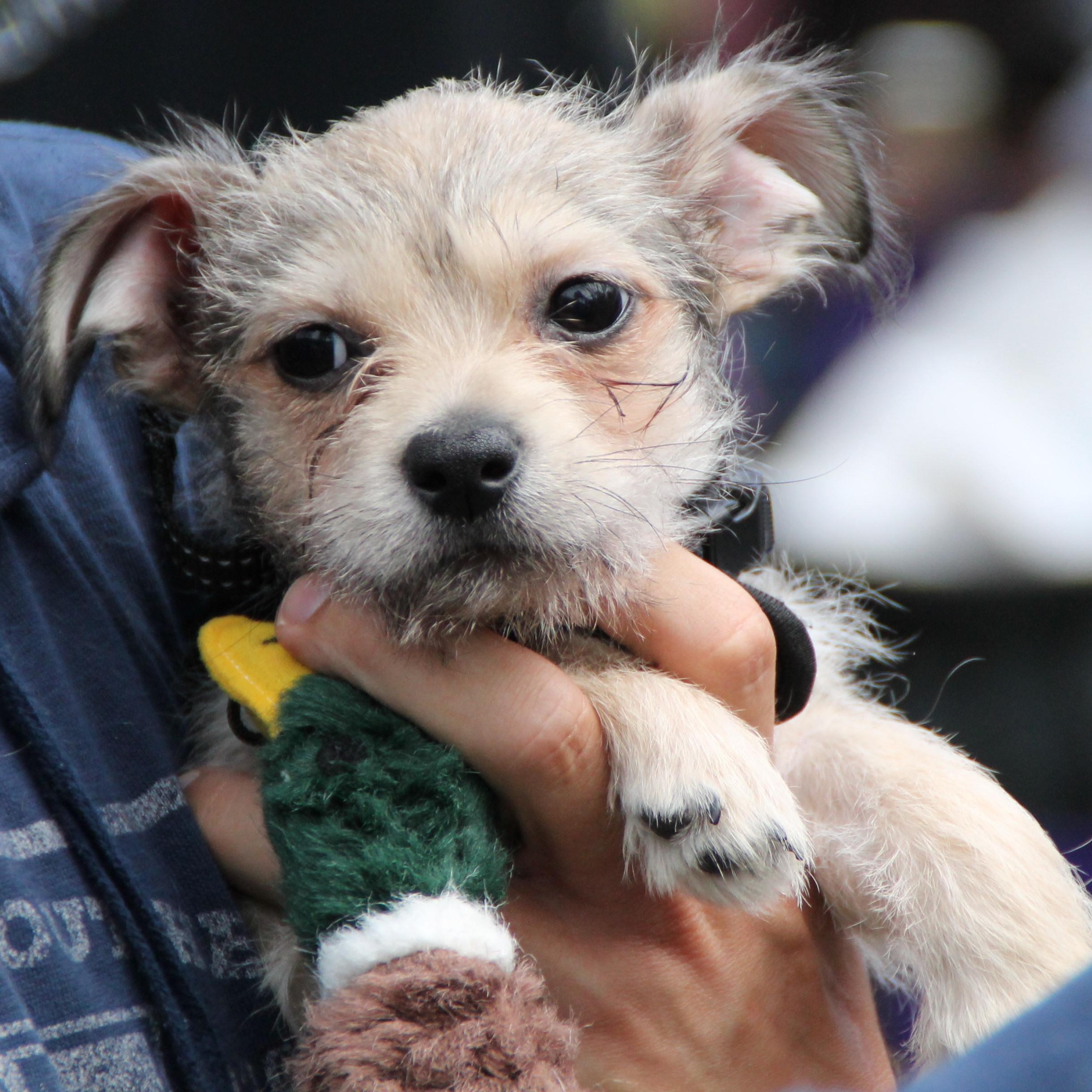 Enlarge CHI, a ADOPTABLE mixed breed in Fuquay Varina, NC image 3/4