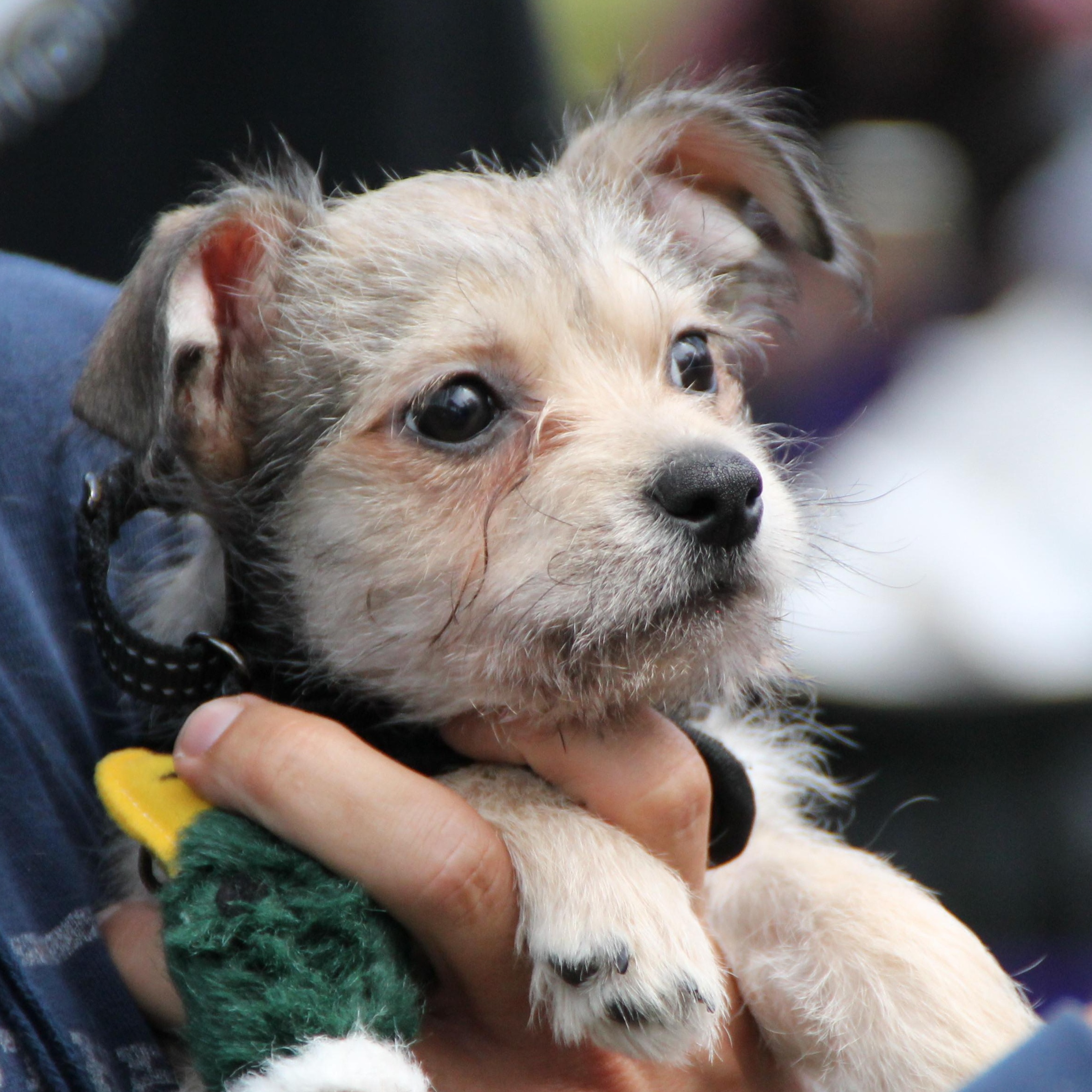 CHI, ADOPTABLE, Puppy Male Chihuahua & Terrier.