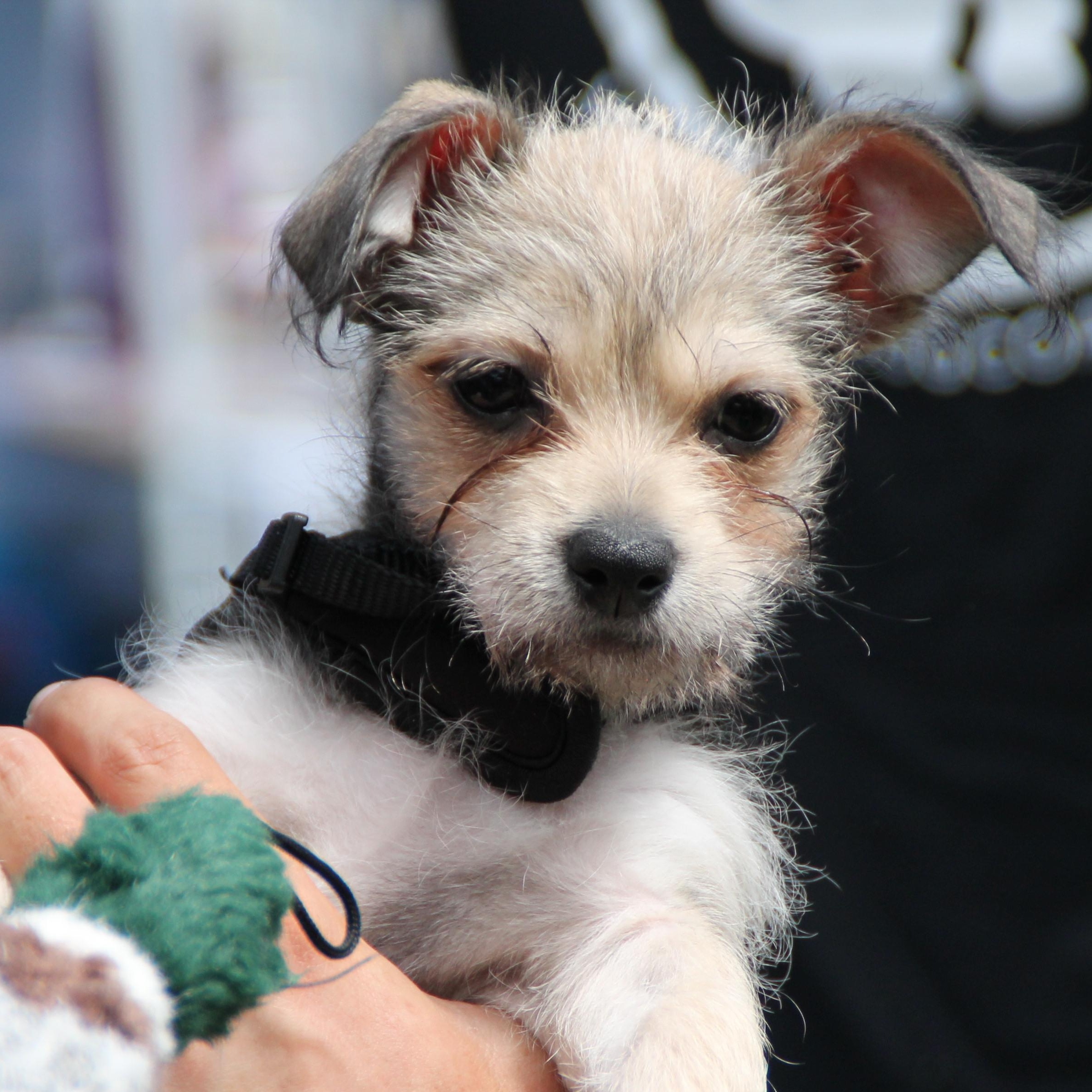Enlarge CHI, a ADOPTABLE mixed breed in Fuquay Varina, NC image 4/4