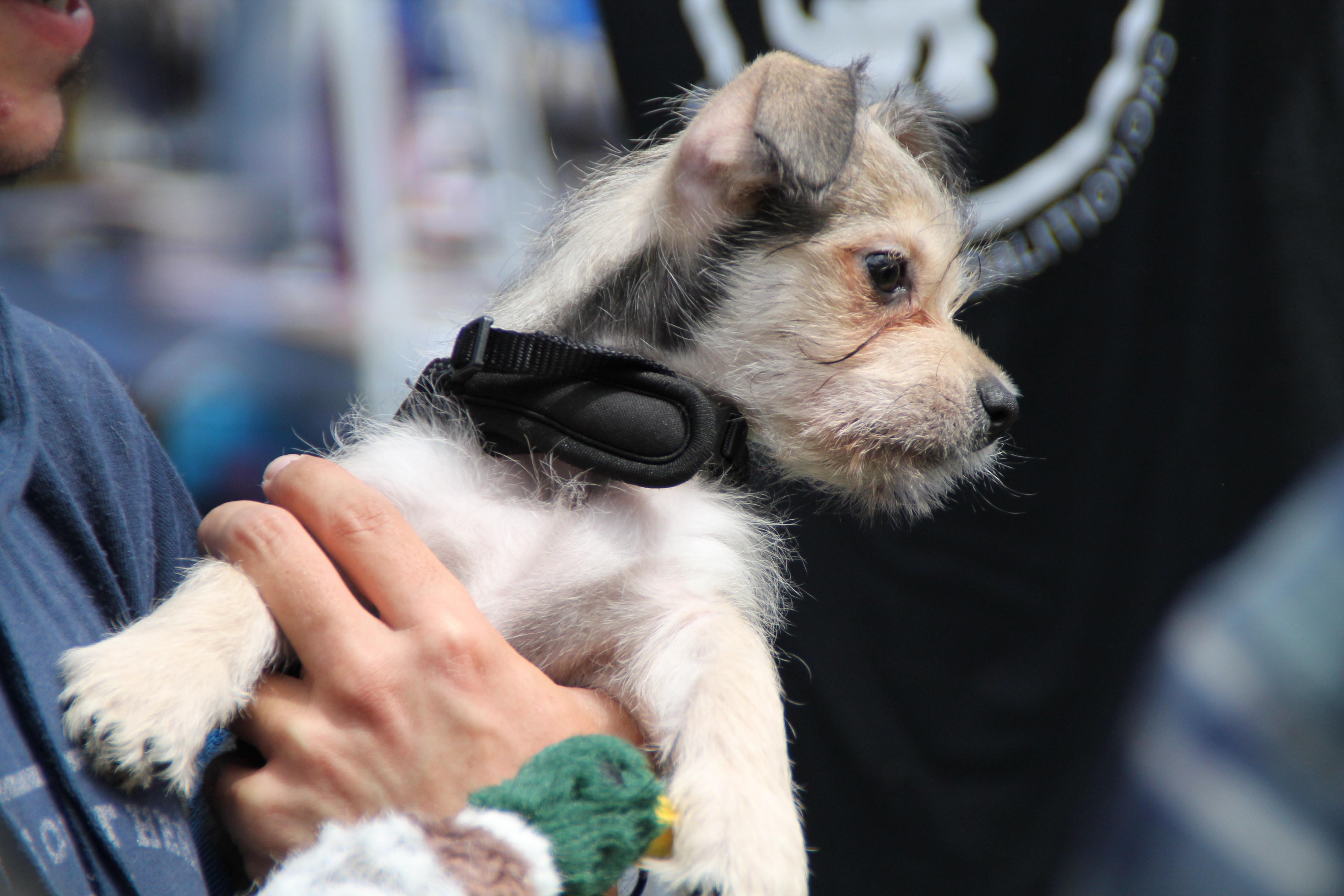 Enlarge CHI, a ADOPTABLE mixed breed in Fuquay Varina, NC image 2/4