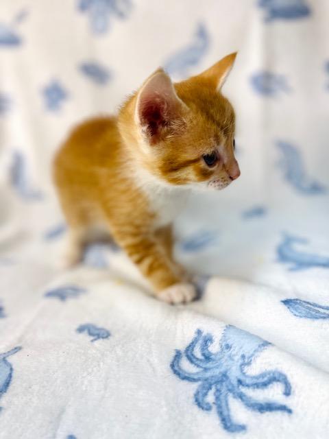 Enlarge Casper, a ADOPTABLE American Shorthair in Fort Pierce, FL image 2/5