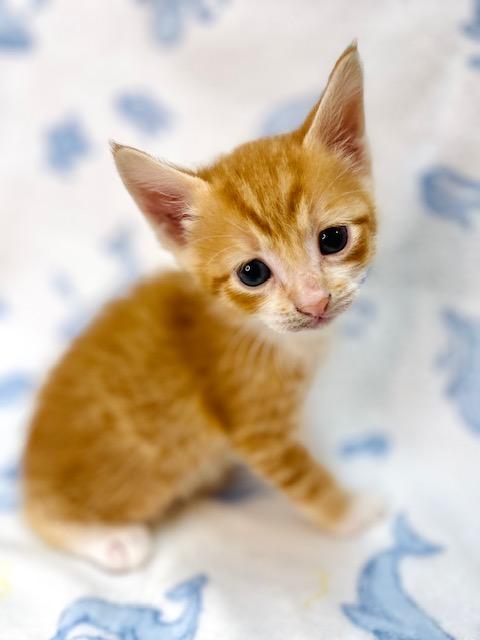 Casper, ADOPTABLE, Kitten Male American Shorthair.