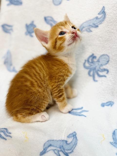 Enlarge Casper, a ADOPTABLE American Shorthair in Fort Pierce, FL image 3/5
