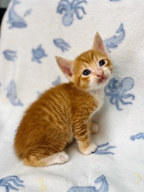Enlarge Casper, a ADOPTABLE American Shorthair in Fort Pierce, FL image 4/5