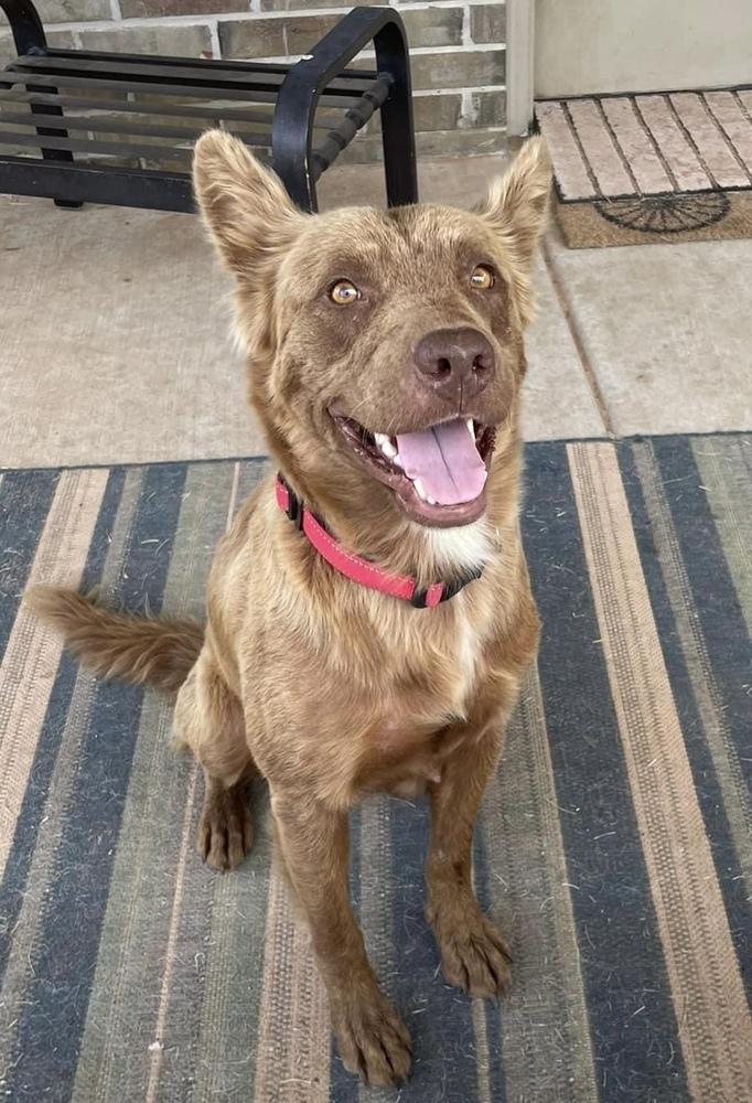 Enlarge Honey, a Adoptable mixed breed in Warr Acres, OK image 1/2