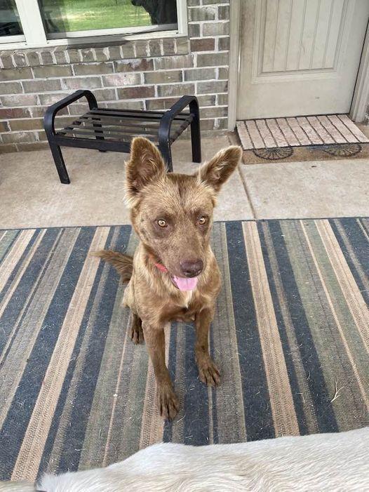 Enlarge Honey, a Adoptable mixed breed in Warr Acres, OK image 2/2