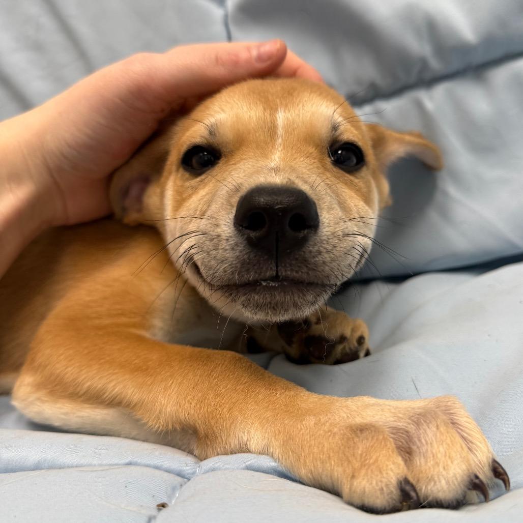 Summer, Adoptable, Puppy Female Mixed Breed.