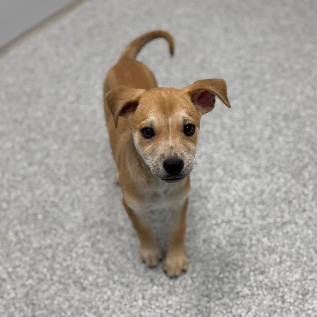Summer, a Adoptable Mixed Breed in Monticello, IA image 4/6