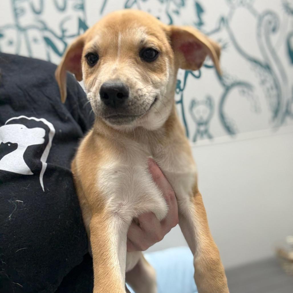 Summer, a Adoptable Mixed Breed in Monticello, IA image 6/6