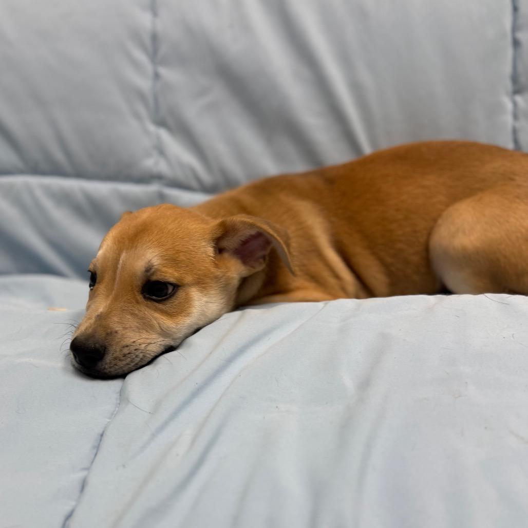 Summer, a Adoptable Mixed Breed in Monticello, IA image 2/6