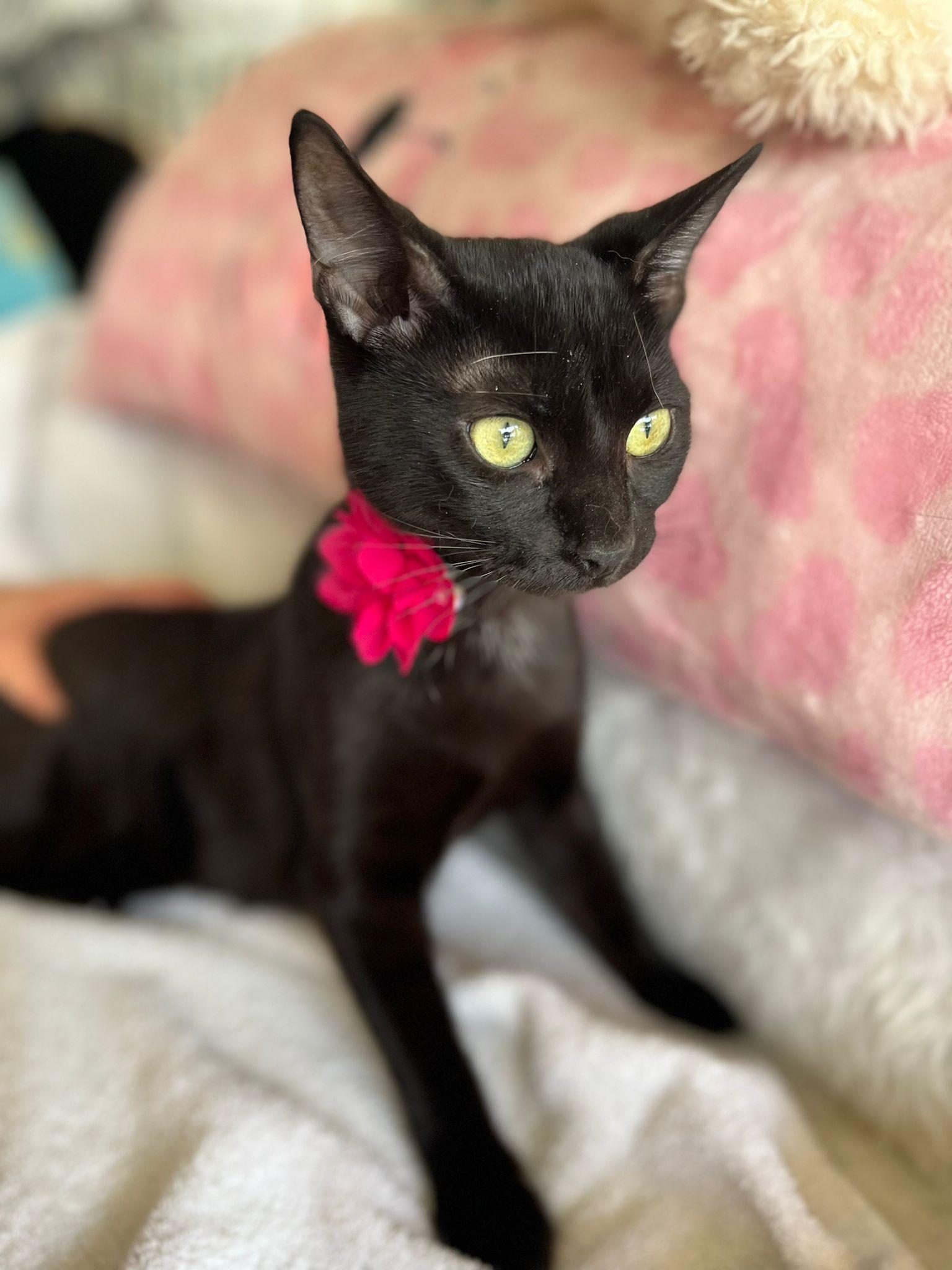 Juanita, a Adopted Domestic Short Hair in Margate, FL image 1/3