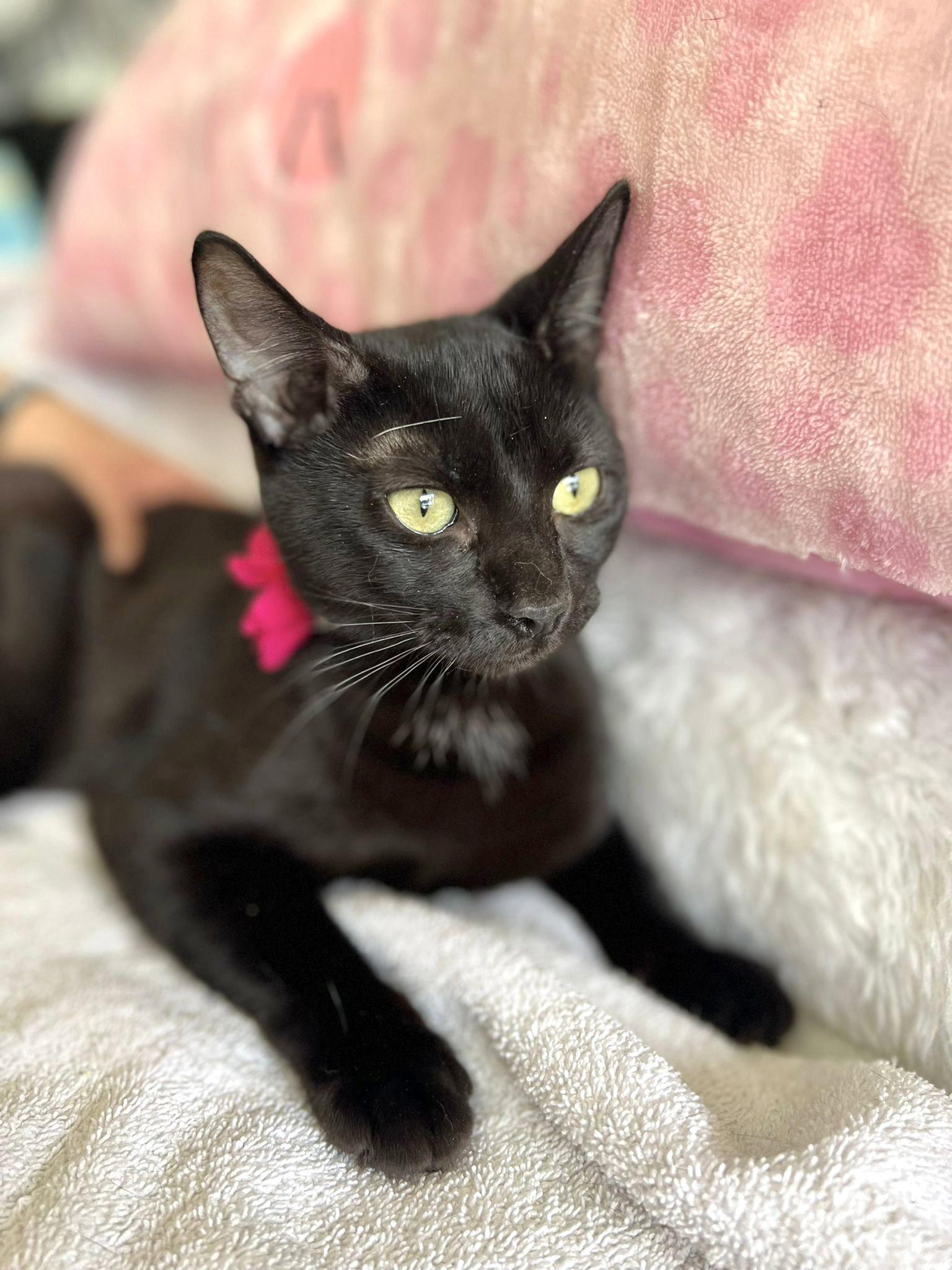 Juanita, a Adopted Domestic Short Hair in Margate, FL image 2/3