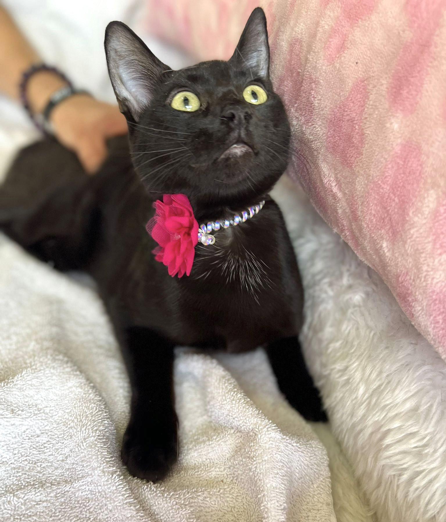Juanita, a Adopted Domestic Short Hair in Margate, FL image 3/3